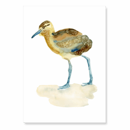 Juvenile Curlew: A6