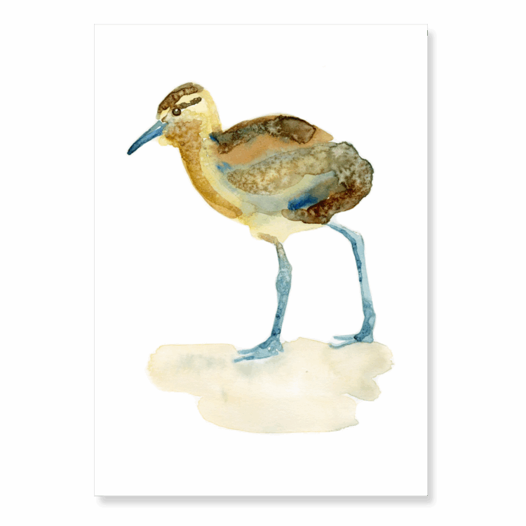 Juvenile Curlew: A6