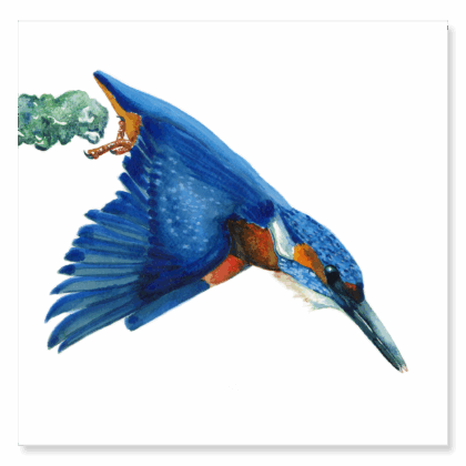 Kingfisher Diving : 250x250mm