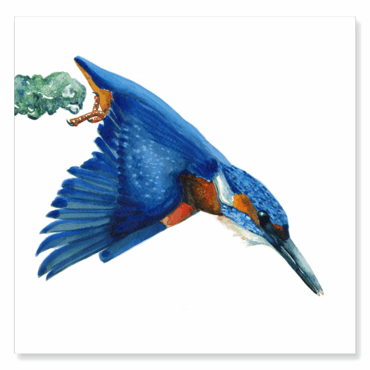 Kingfisher Diving : 250x250mm