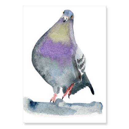 Pigeon 1: A6