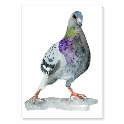 Pigeon 2: A6