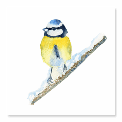 Blue Tit in the Snow - Original