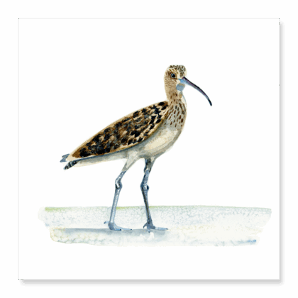 Curlew - print