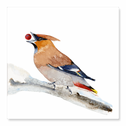 Waxwing in the Snow - Original