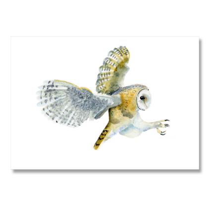 Swooping Barn Owl: A3