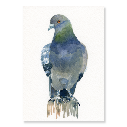 Pigeon 5: A5