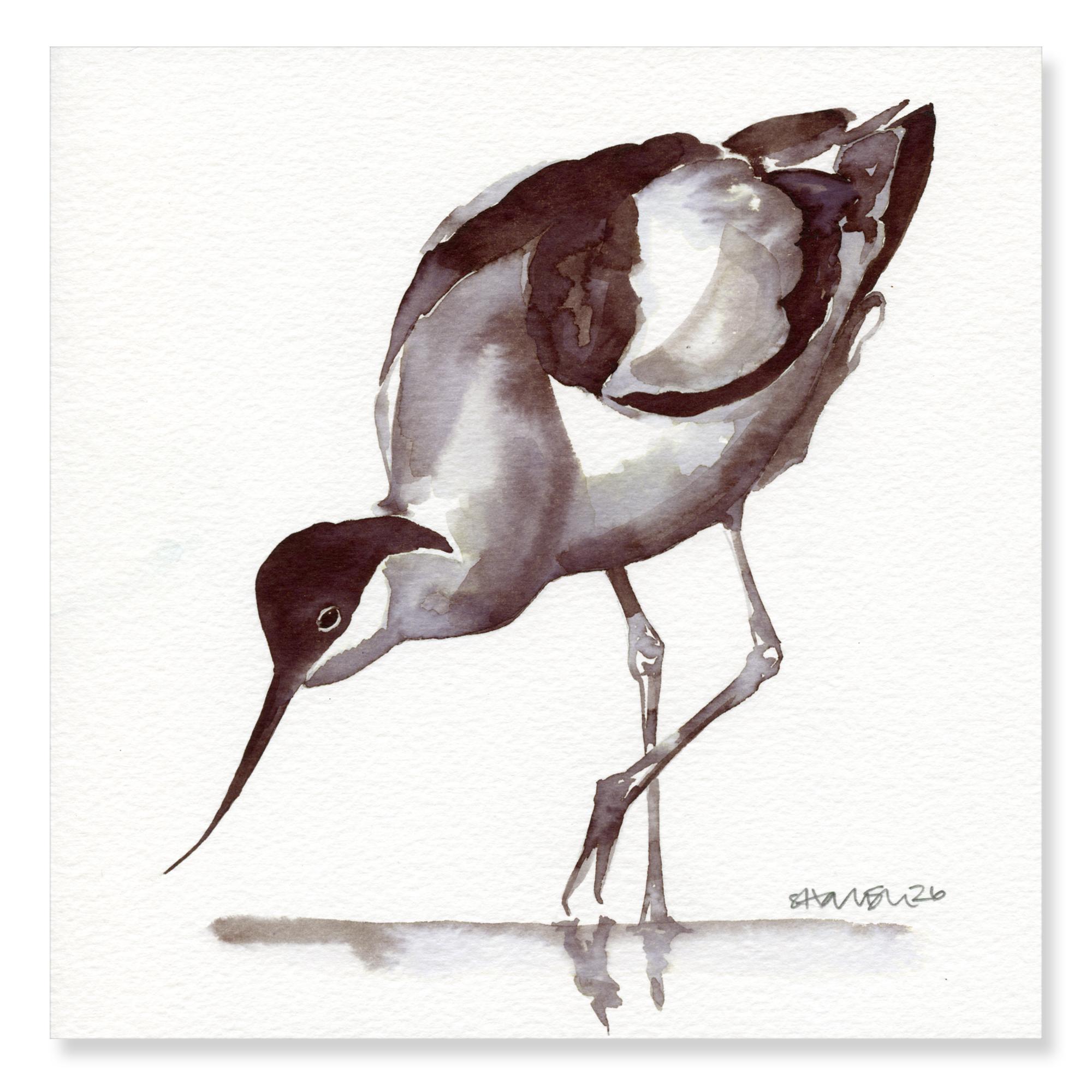 Avocet 200x200mm