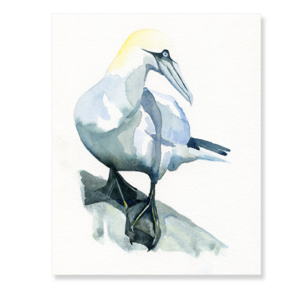 Gannet 200x250mm