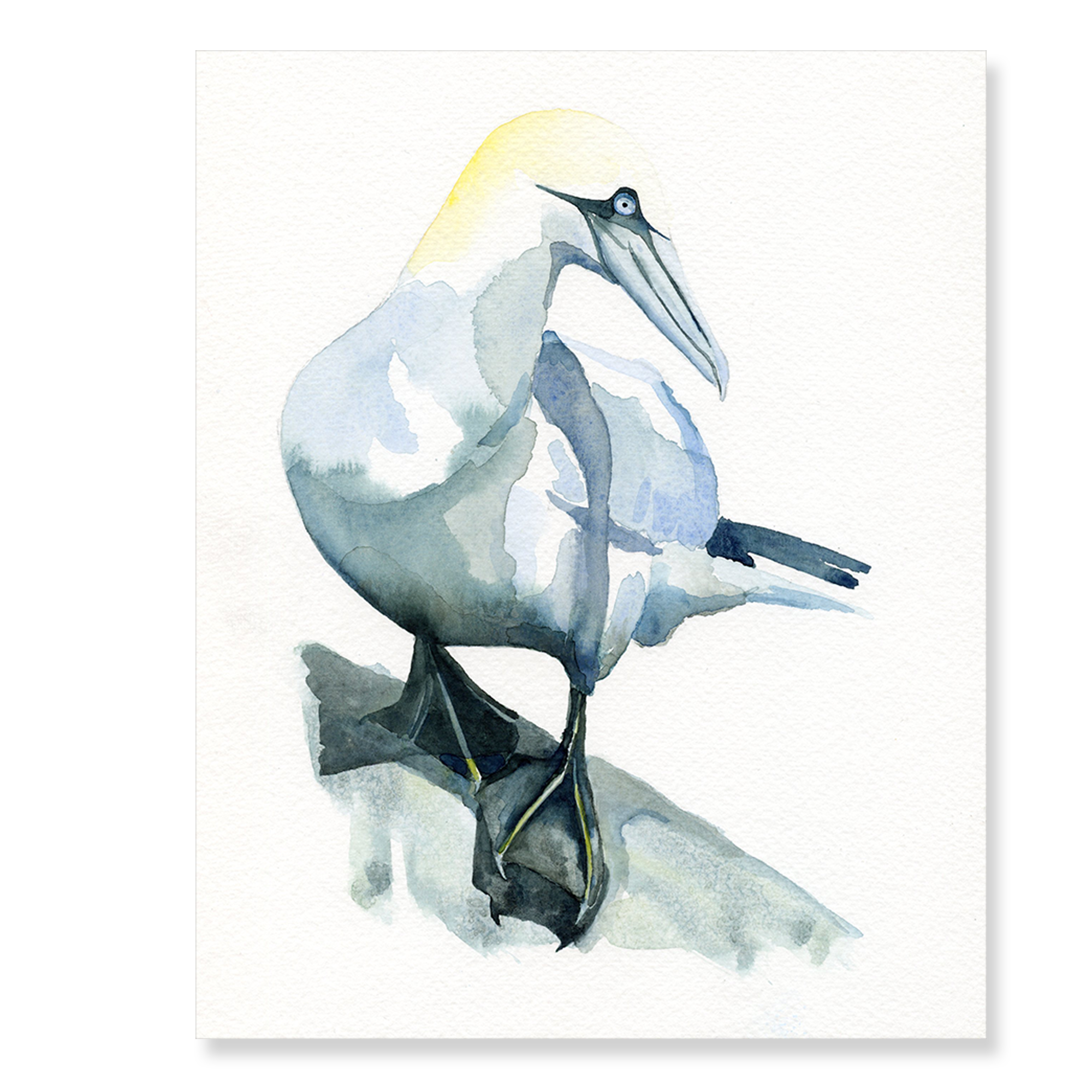 Gannet 200x250mm