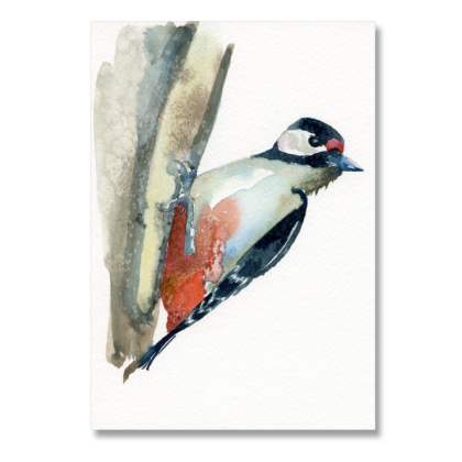 Great Spotted Woodpecker: A5