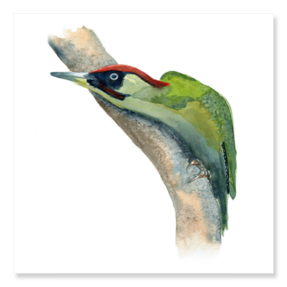 Green Woodpecker Lurking 250x250mm