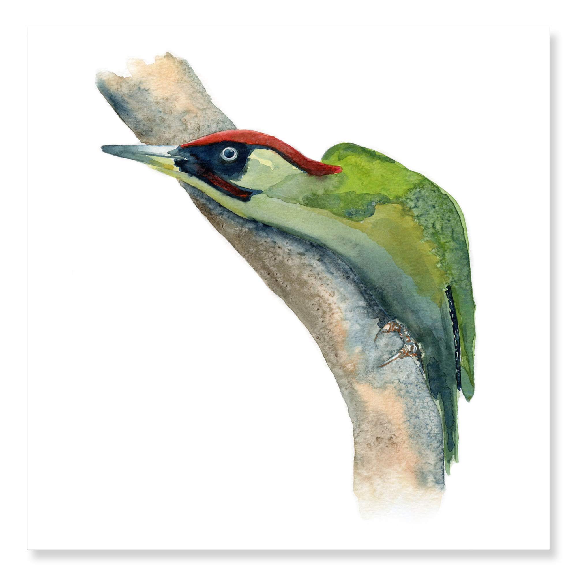 Green Woodpecker Lurking 250x250mm