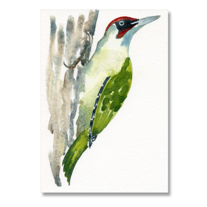 Green Woodpecker: A5