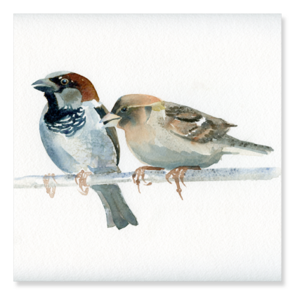 House Sparrows 237x242mm