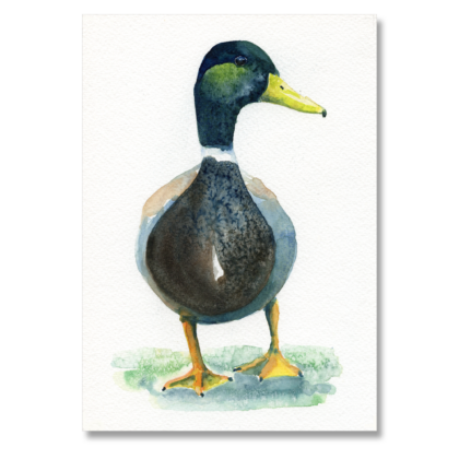 Mallard: A5
