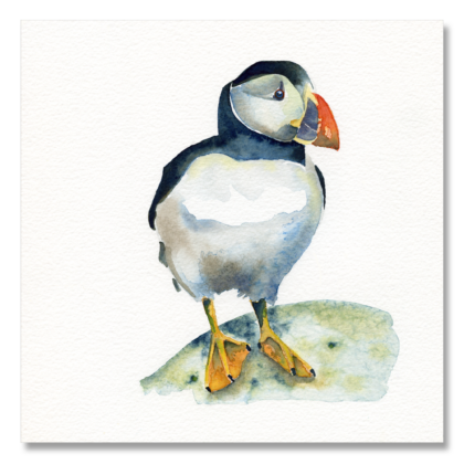 Puffin 2: A5