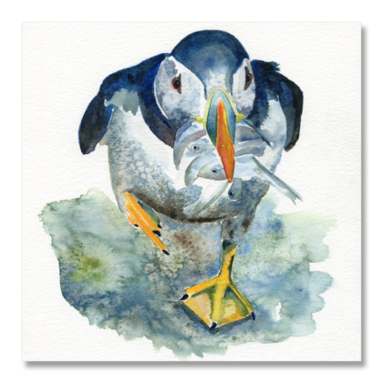 Puffin 3: 200x200mm
