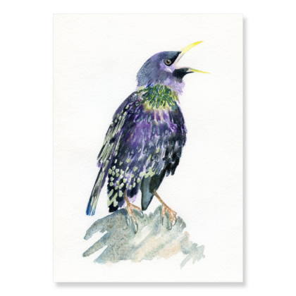 Starling A4