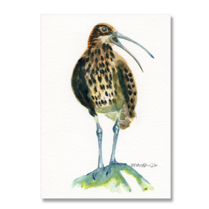 Curlew A5