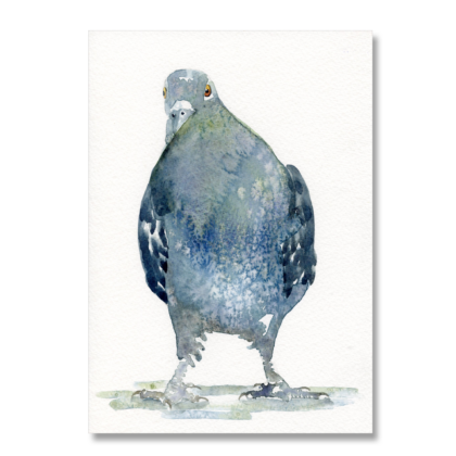 Pigeon 6: A5
