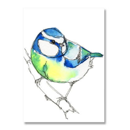 Blue Tit 6: A6