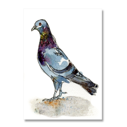 Rock Dove A6
