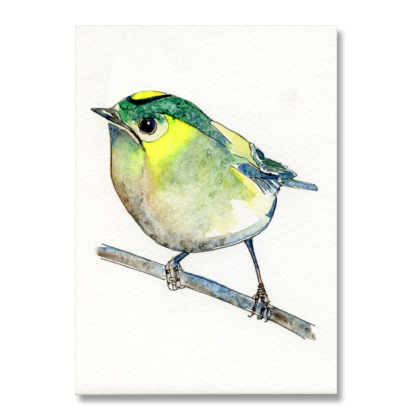 Goldcrest A6