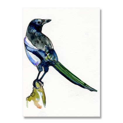 Magpie A6
