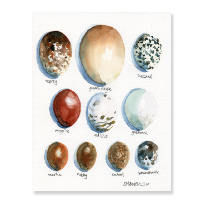 Birds of Prey Egg Collection 204x260mm
