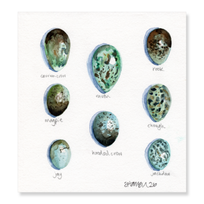 Corvids Egg Collection