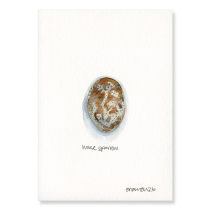 House Sparrow Egg (3 x larger) A5