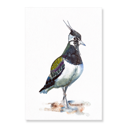 Lapwing A4