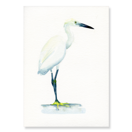 Little Egret A4