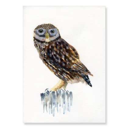 Little Owl A4
