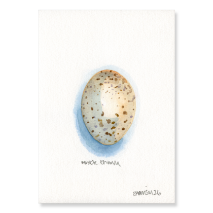 Mistle Thrush Egg (3 x larger) A5