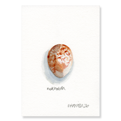Nuthatch Egg (3 x larger) A6