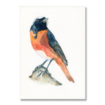 Male Redstart A4