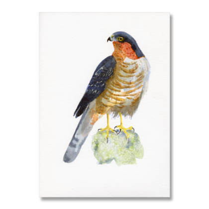 Male Sparrowhawk A4