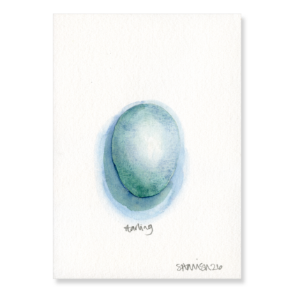 Starling Egg (3 x larger) A5