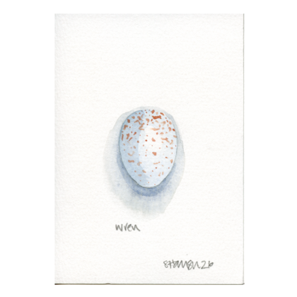 Wren Egg (3 x larger) A6