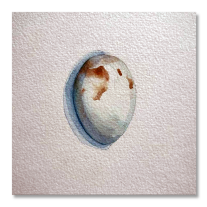 Puffin Egg