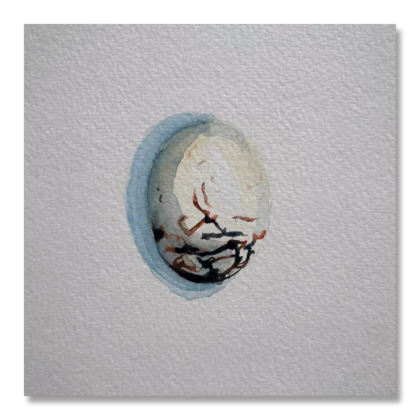 Red Kite Egg
